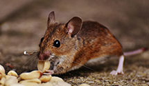 24 Hour & Emergency Exterminators in Brentwood, PA